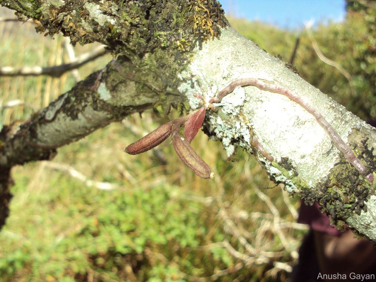 Chiloschista fasciata (F.Muell.) Seidenf. & Ormerod